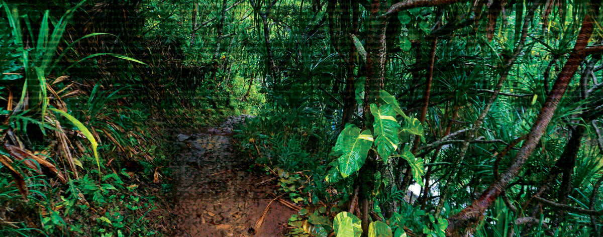 top_banner_background