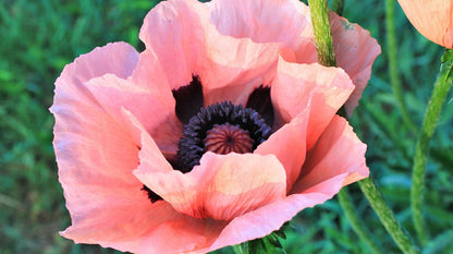 Vibrators Poppy Bloom Bullet Vibrator